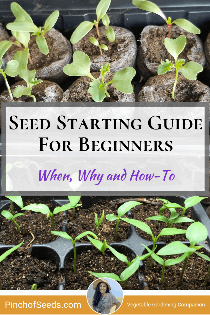 Seed starting guide for beginners