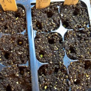 Seed Starting step-10