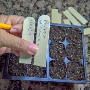 Seed Starting step-5