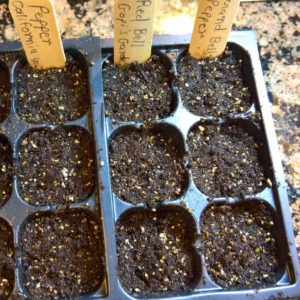 Seed Starting step -9