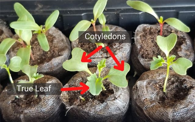 Cotyledon and True leaves on seedling