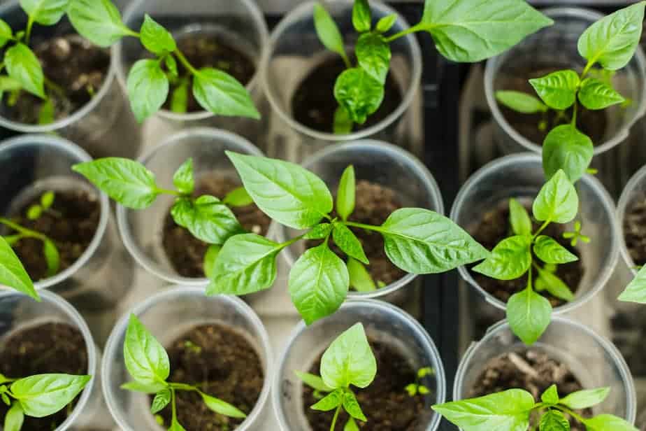 Pepper seedlings potted into the individual pots.
