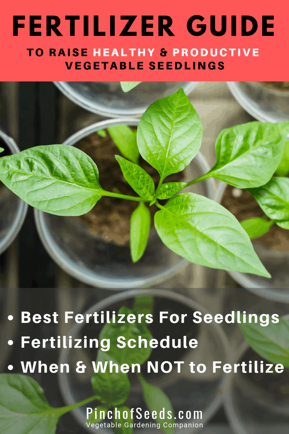 Seedling Fertilizers When How 3 Best Fertilizers