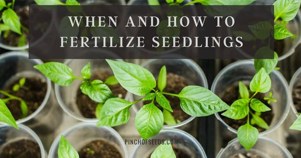 Seedling Fertilizer Guide: When, How & The Best Choices