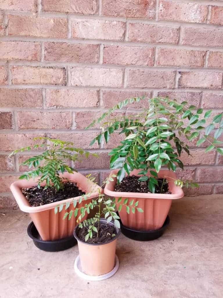 repotting-a-curry-leaf-plant-step-by-step-guide