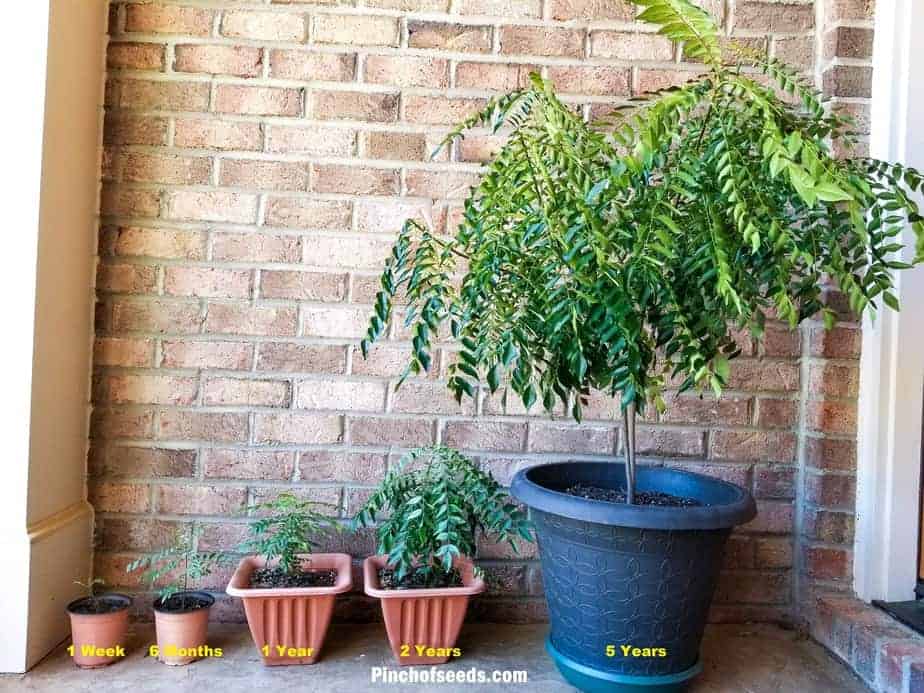 Indian curry leaft plants and full grown curry leaf tree