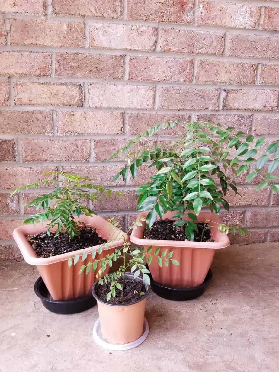 Grouping of Curry Leaf Plants in pots