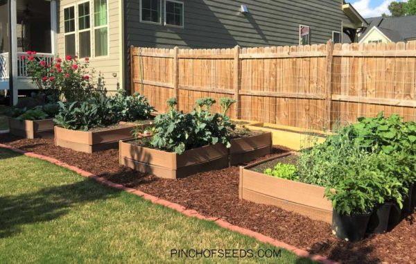 Home Vegetable Garden For Beginners - Pinch of Seeds