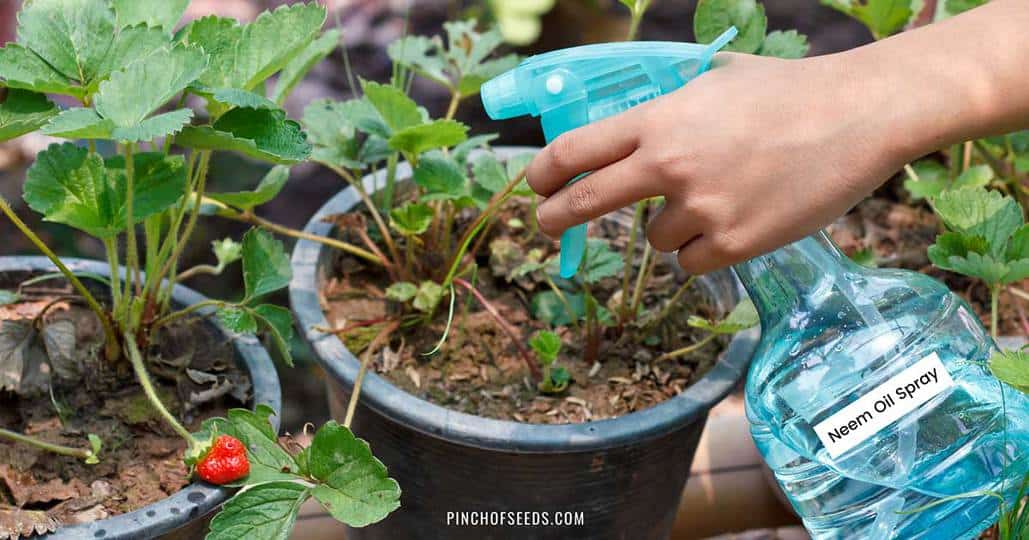 How to mix and use Neem oil for plants to get rid of bugs and diseases