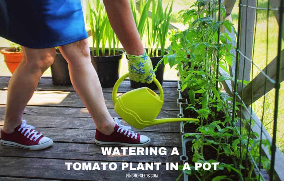 How often and how much to water potted tomato plant