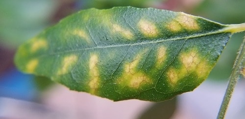 Curry leaf plant leaves with yellow spots
