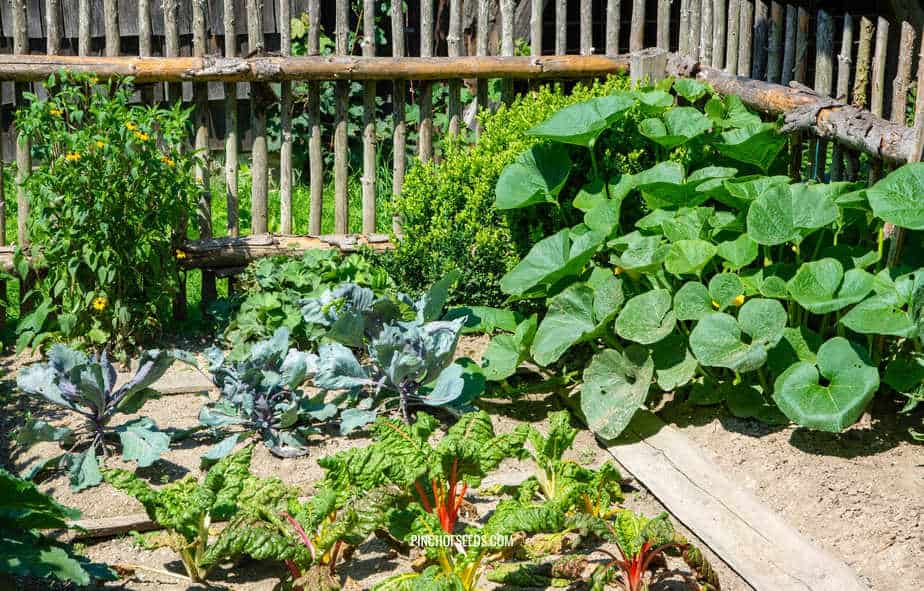 Vegetable Gardening At Home For, Backyard Vegetable Gardening