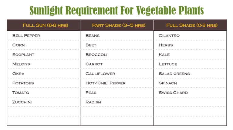 Vegetable Gardening At Home For Beginners - PINCH OF SEEDS