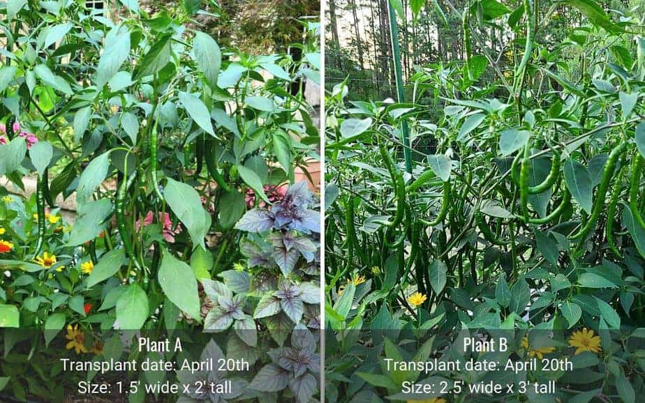 Difference in pepper plant growth 1