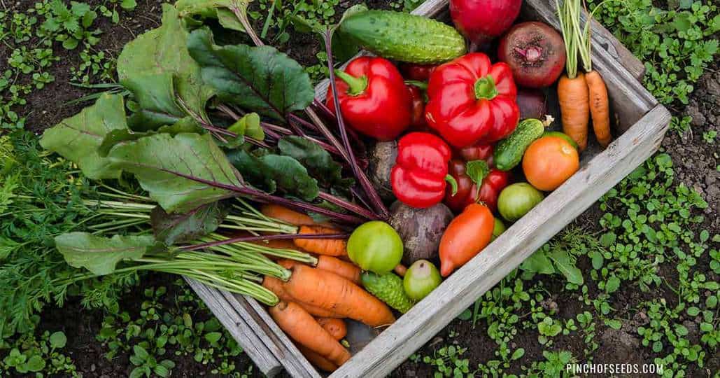 Best Vegetable Fertilizers W Chart - Best Vegetable Garden Plant Food