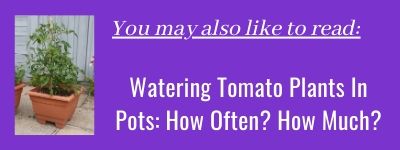 How much to water a tomato plant