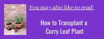 How to transplant a curry leaf plant