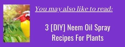 Neem Oil Spray Recipes