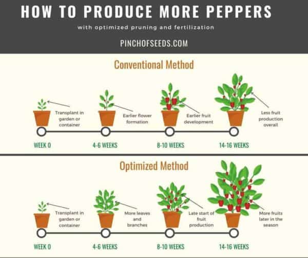 Do Pepper Plants Grow Tall at Angela McMahon blog