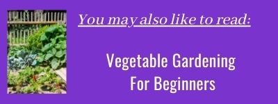 Fertilizers For Vegetable Garden: What, When & How-to