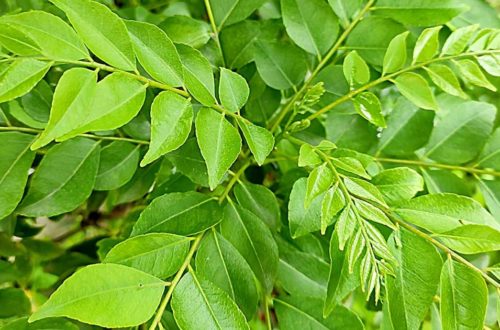 Best [Natural & Homemade] Fertilizers For Curry Leaf Plant - Pinch of Seeds