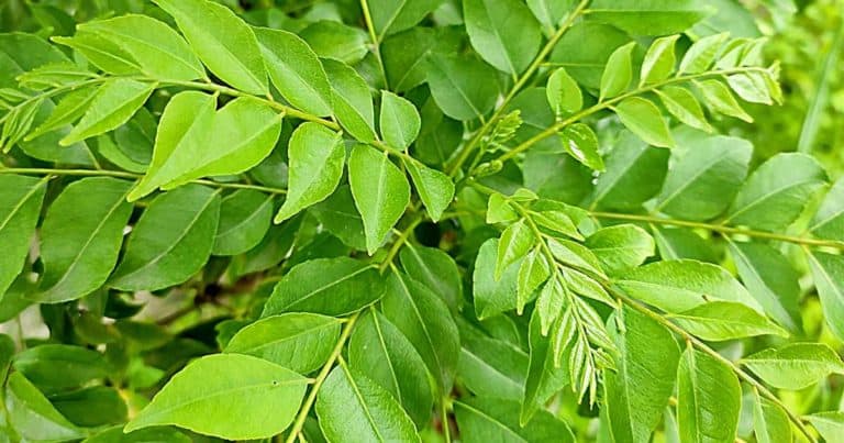 Curry Leaf Plant Care Guide (with a DO & DON'T Chart)