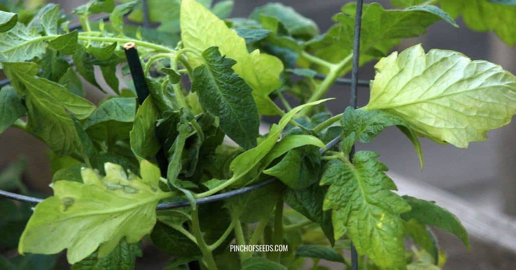 Yellow Leaves On Tomato Plant? Here's Why & How To Fix It