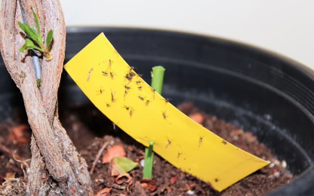 Burn, Baby, Burn!! Fungus Gnats on Orchids: 4 Methods that Worked