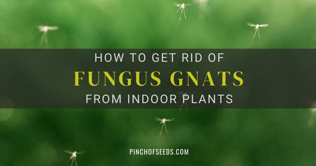 How To Get Rid of Gnats — Pro Housekeepers