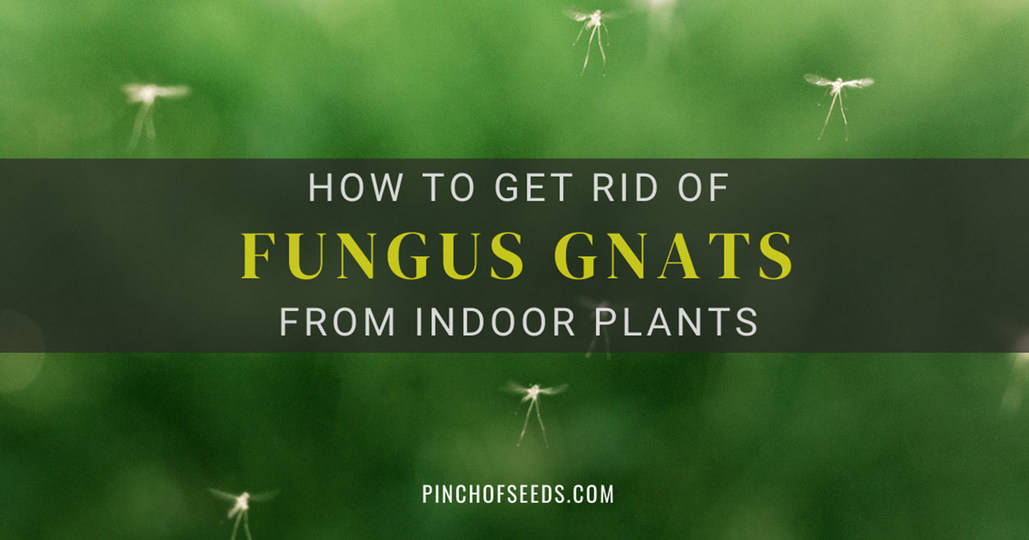 https://pinchofseeds.com/wp-content/uploads/2021/01/How-to-control-Fungus-Gnats.jpg