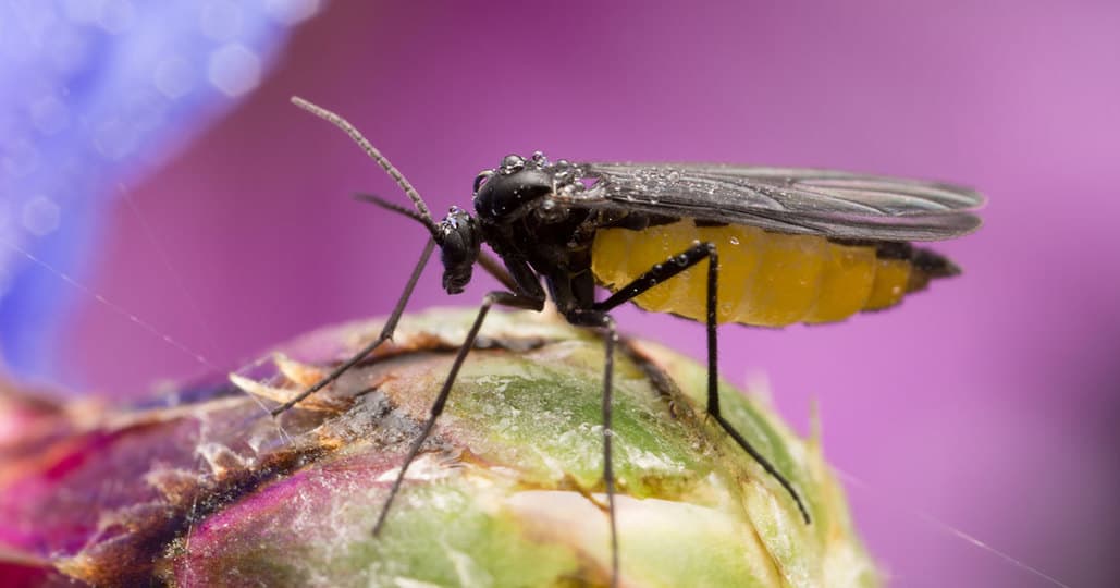 How to get rid of fungus gnat with hydrogen peroxide
