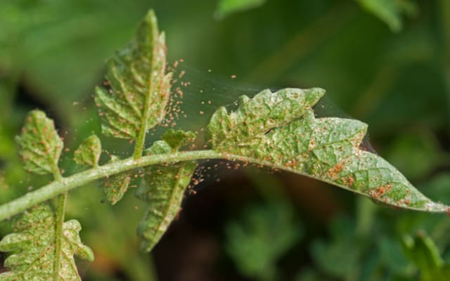 spider mite damage on plant