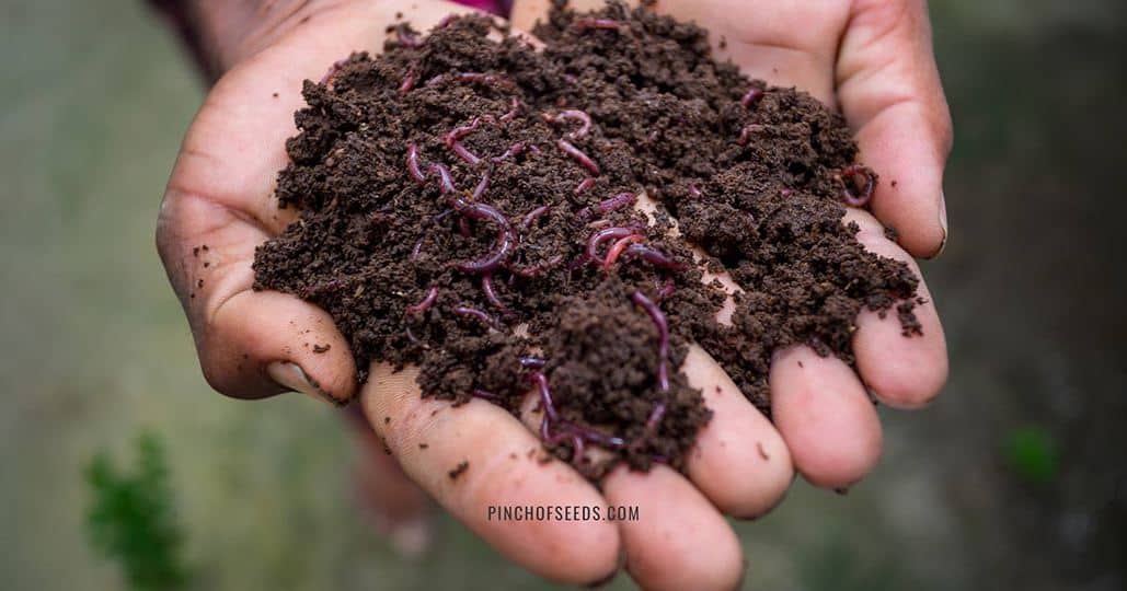 Image of Worm castings for lawn seeding