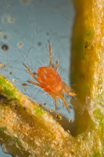 what is spider mite