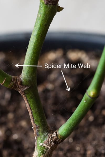 spider mite web on plant