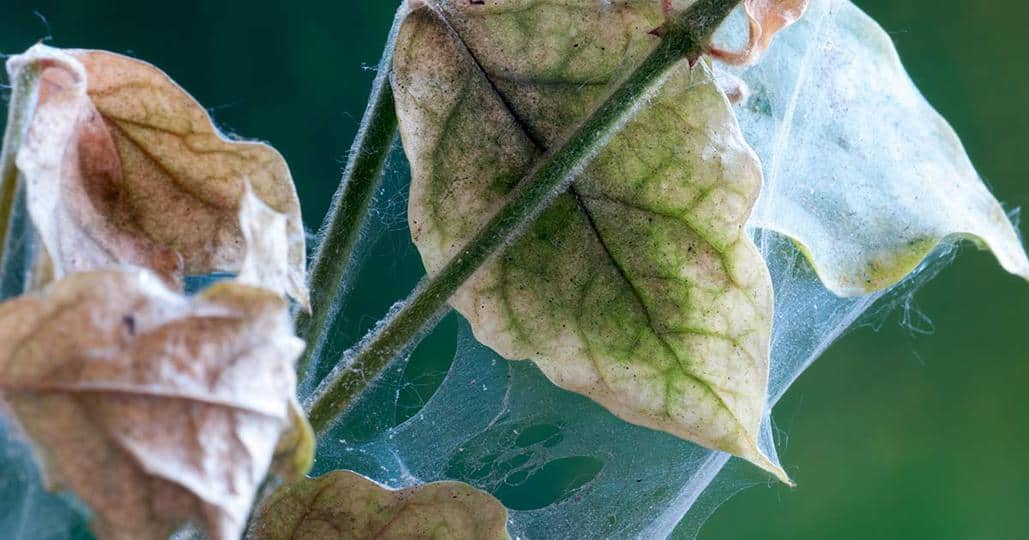 spider mites on plants