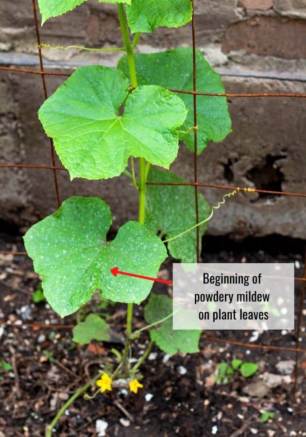 Beggining of powdery mildew on plant