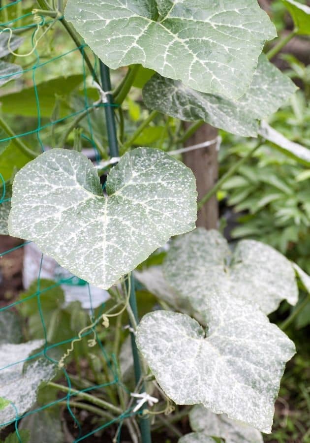 Plant covered in powdery mildew