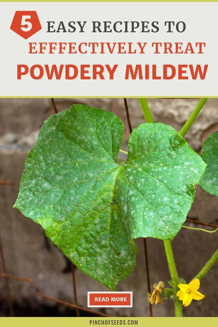 Powdery Mildew On Plants? 5 Sprays To Save Squash & Roses