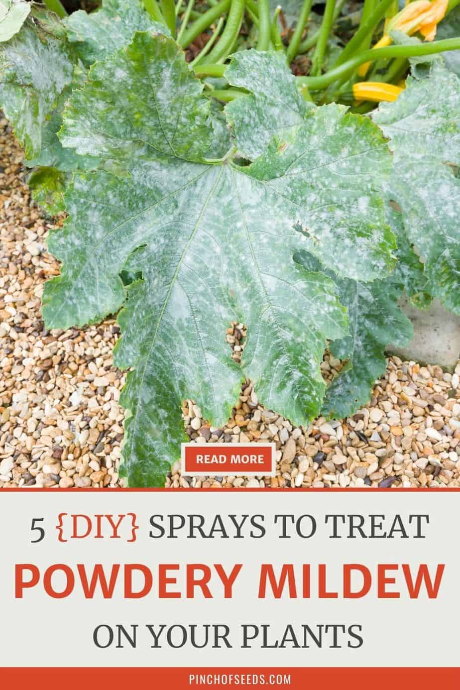 5 Easy Powdery Mildew Treatments To Get Rid Of It From Squash