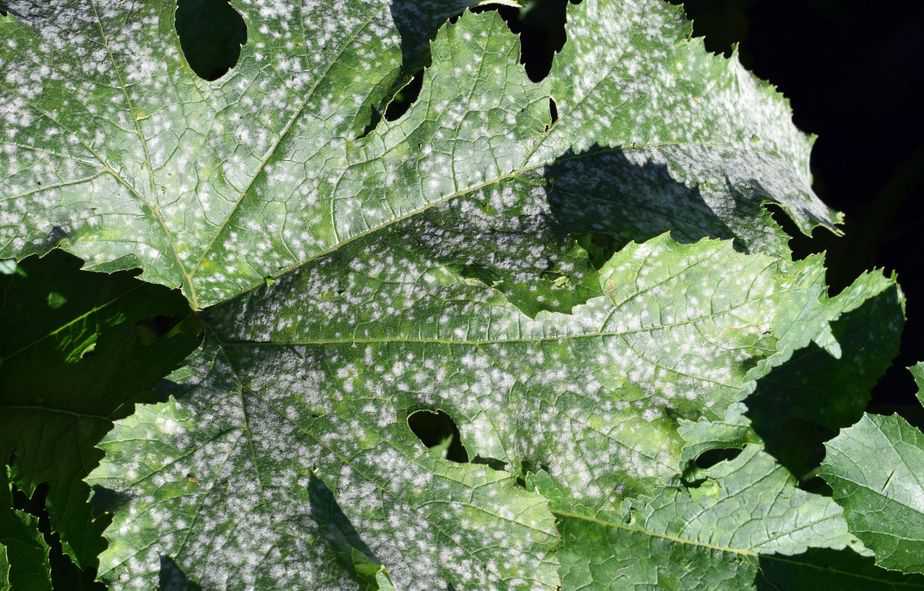 Powdery mildew on squash plant