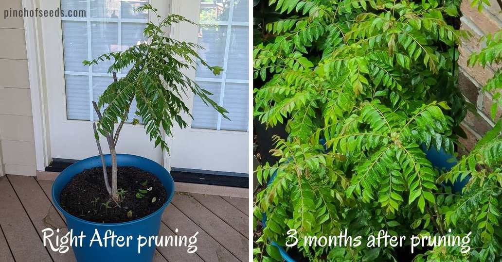 A bushy curry leaf plant 3 months after pruning