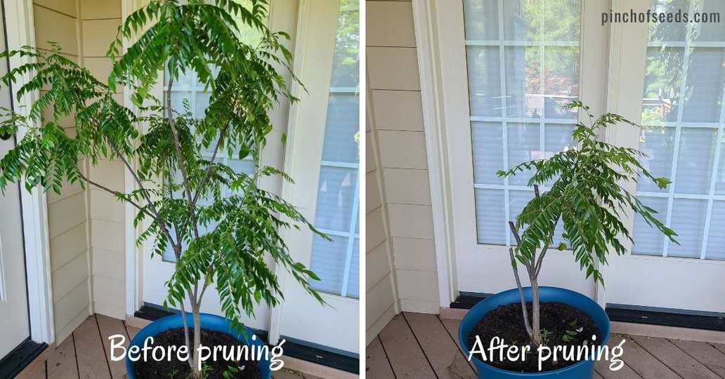 Curry Leaf plant pruning before and after