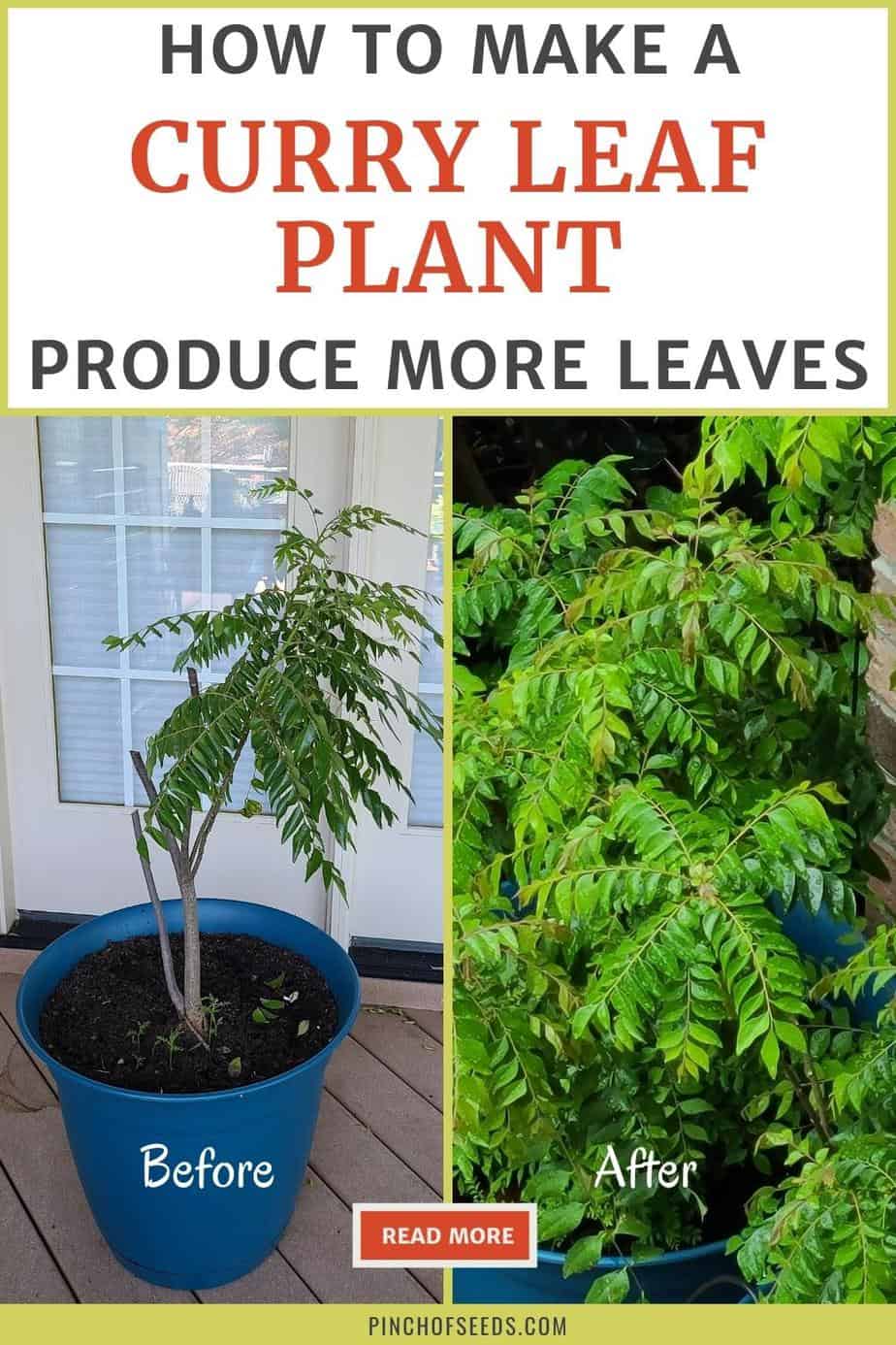 How to prune curry leaf Pinterest