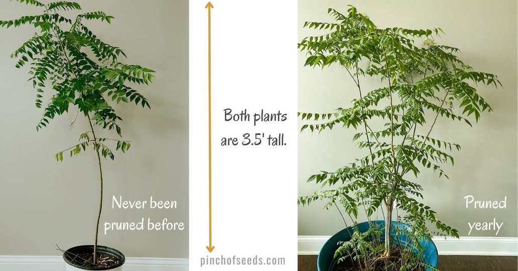 Comparison showing how pruning a curry leaf plant makes it bushier