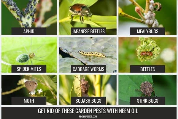 Bugs that can be controlled by Neem Oil Spray Recipe