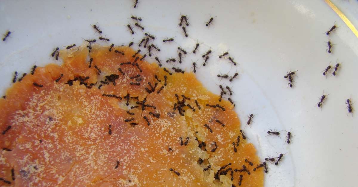 DIY ant killer recipe with borox