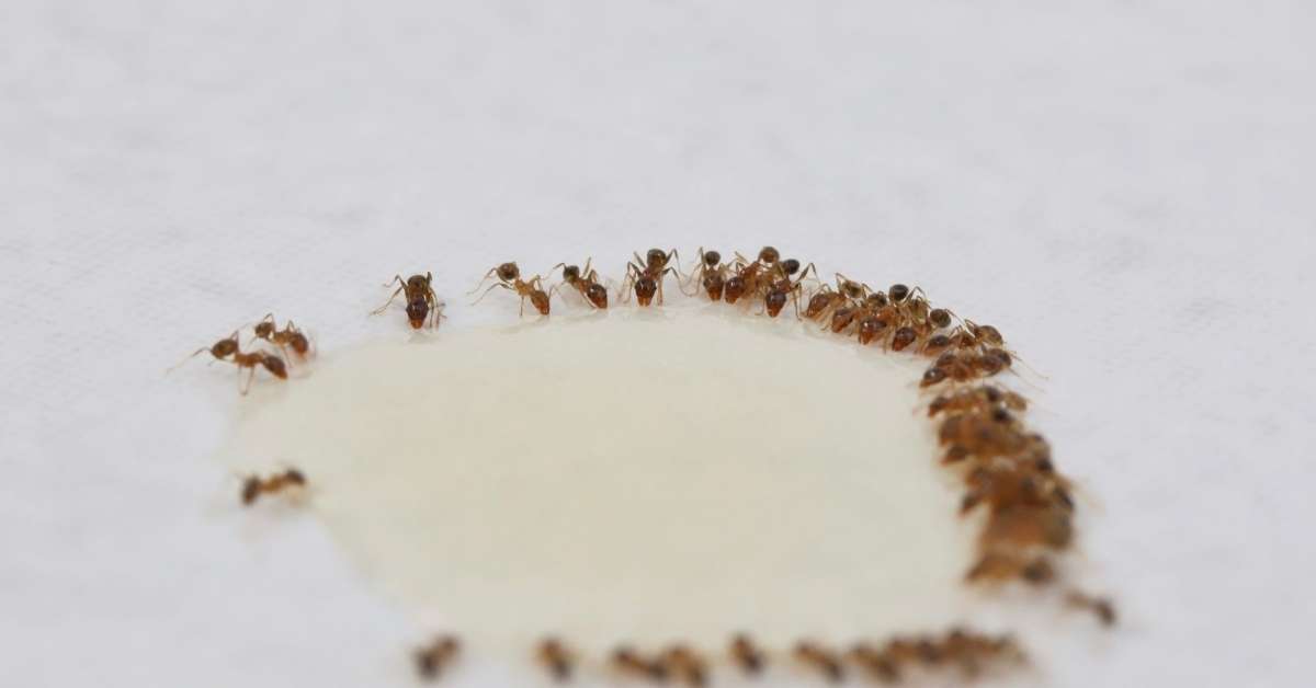 DIY ant bait using baking soda