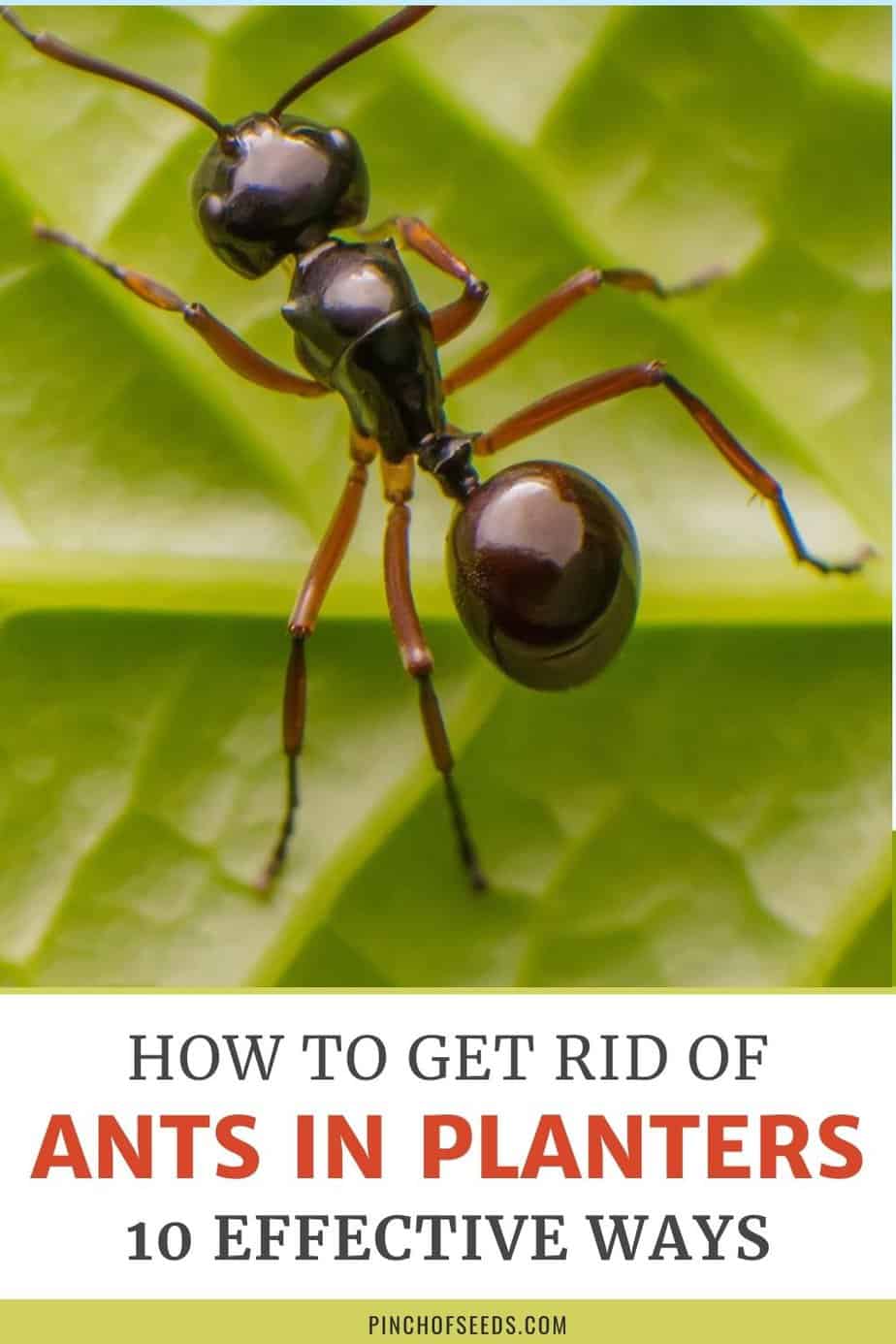Remove ants from potted plants