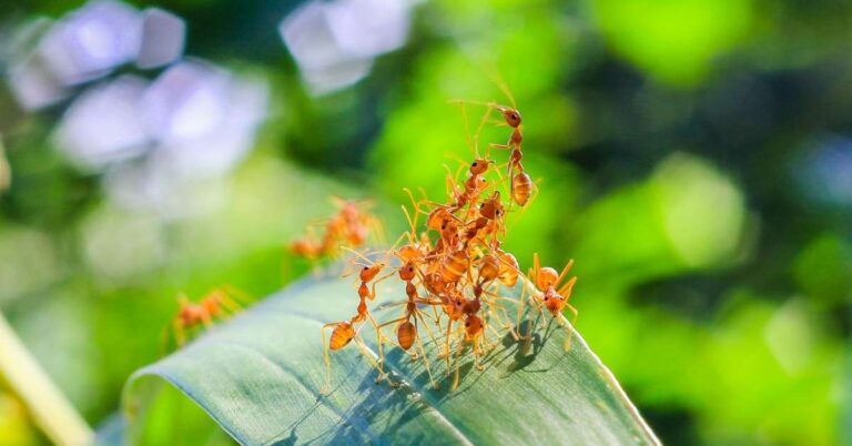 Ants On Plant 768x402 